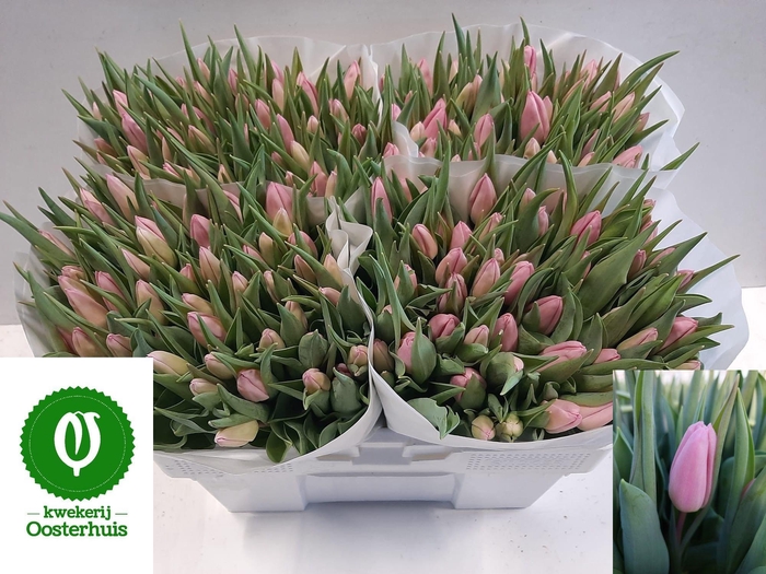 <h4>TU EN AAFKE</h4>