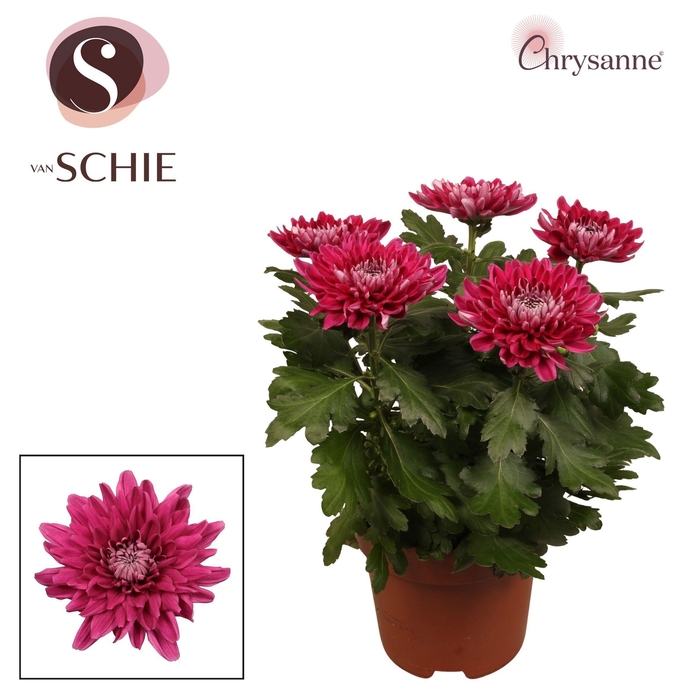 <h4>Chrys Zembla Next Purple P17</h4>