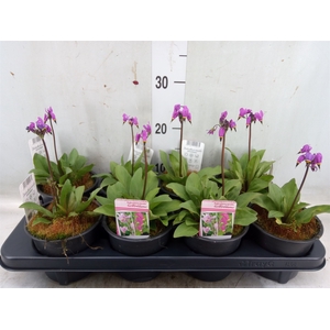 Dodecatheon meadia