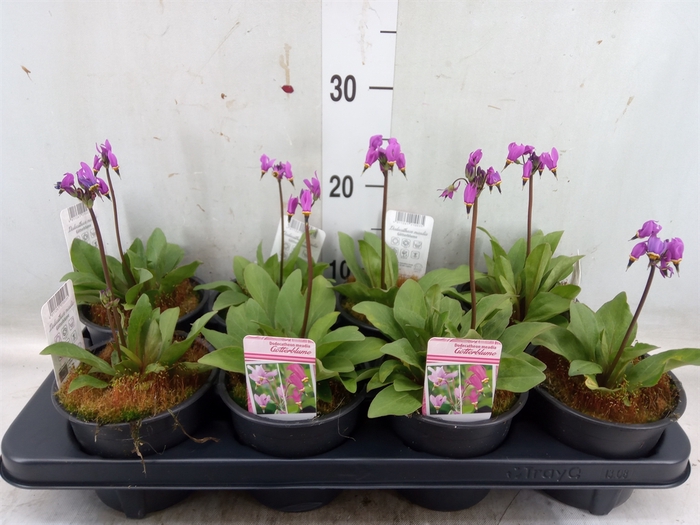 <h4>Dodecatheon meadia</h4>