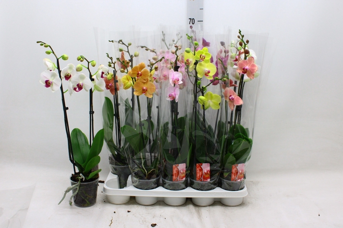 <h4>PHAL GEM 7 KL</h4>