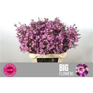 Chamelaucium Adi Pink 50 Gram