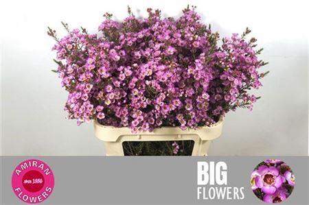 <h4>Chamelaucium Adi Pink 50 Gram</h4>