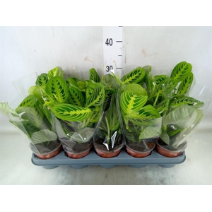 Maranta leuc. 'Lemon'