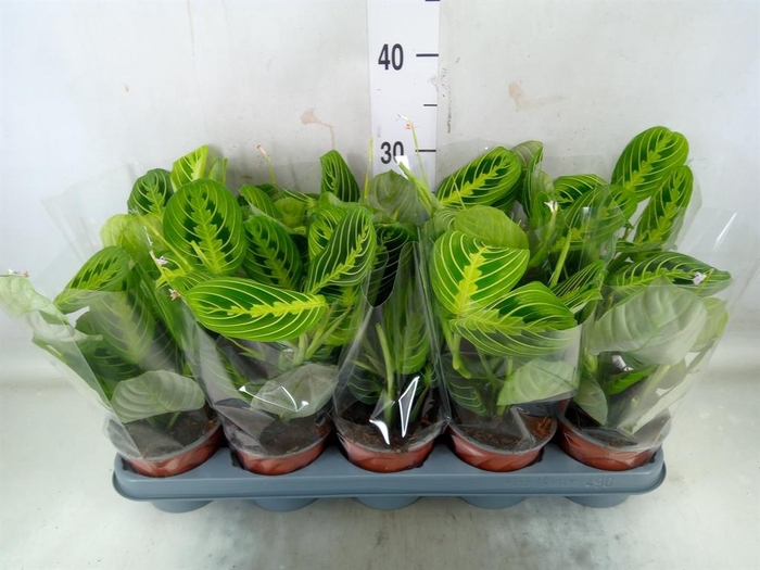 <h4>Maranta leuc. 'Lemon'</h4>