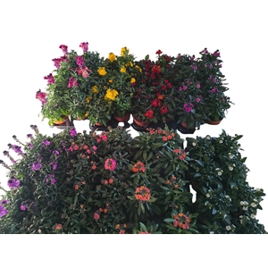 Erys Mixk 1 Kleur Per Tray