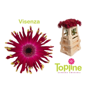Gerbera Pastini Vicenza