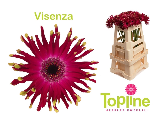 <h4>Gerbera Pastini Vicenza</h4>
