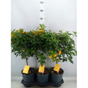 Lantana camara 'Simon Orange'