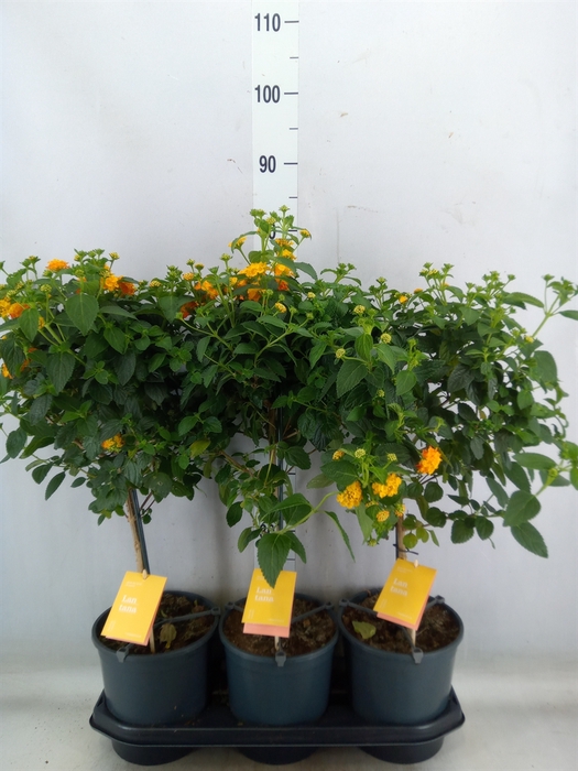 <h4>Lantana camara 'Simon Orange'</h4>