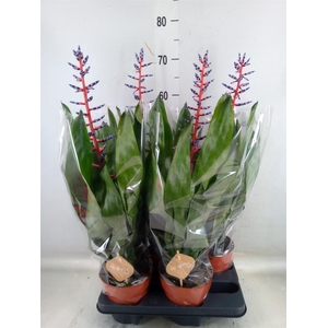 Aechmea  'Blue Rain'