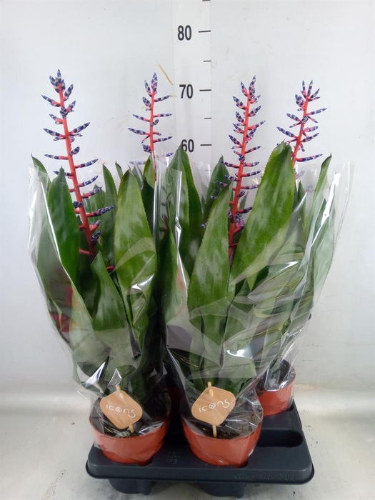 <h4>Aechmea  'Blue Rain'</h4>