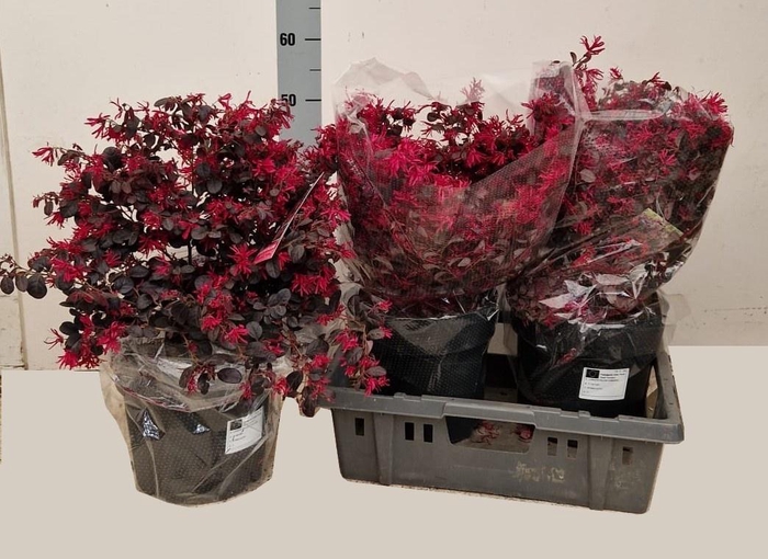 <h4>LORO CHINENSE</h4>