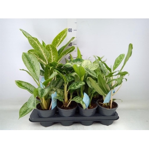 Aglaonema   ...mix