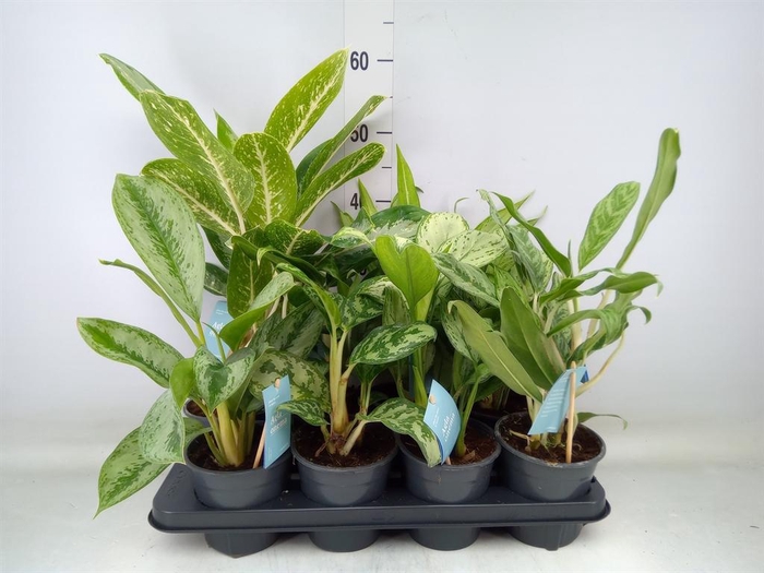 <h4>Aglaonema ...mix</h4>