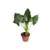 ALOCASIA MACRORRHIZOS P24