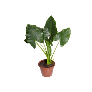 ALOCASIA MACRORRHIZOS P24