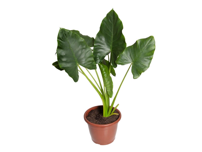 <h4>ALOCASIA MACRORRHIZOS P24</h4>