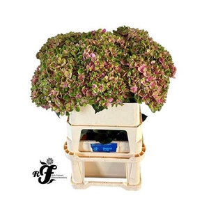 Hydr M Mag Coral Rose