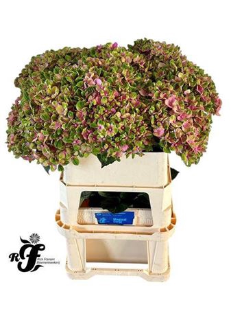 <h4>Hydr M Mag Coral Rose</h4>