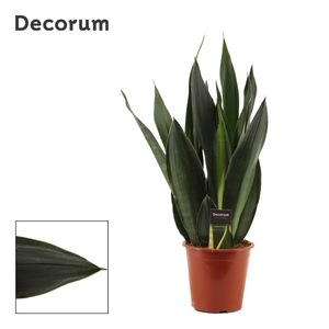 Sansevieria Black Diamond 17 cm (Decorum)