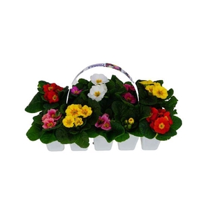 10Px18 Primula Gemengd