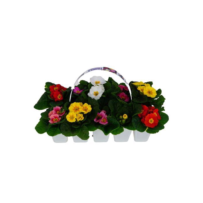 <h4>10Px18 Primula Gemengd</h4>