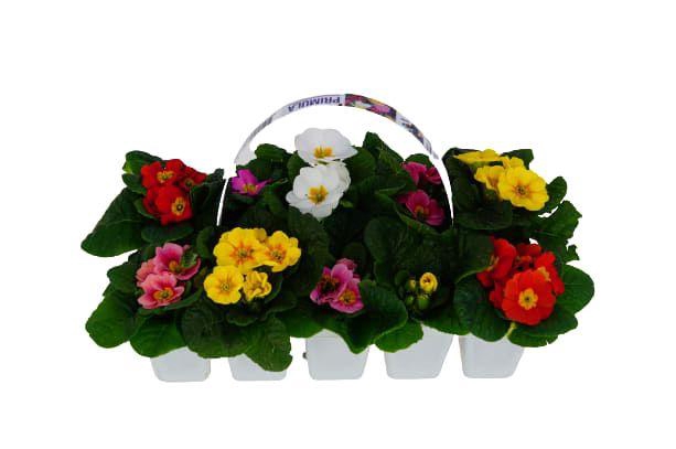 10Px18 Primula Gemengd