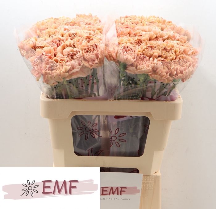 <h4>DI ST SAONA+</h4>