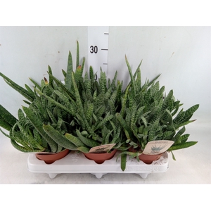 Gasteria