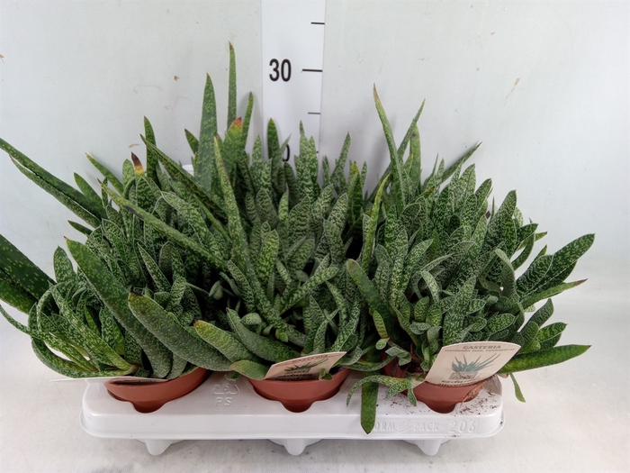 <h4>Gasteria</h4>