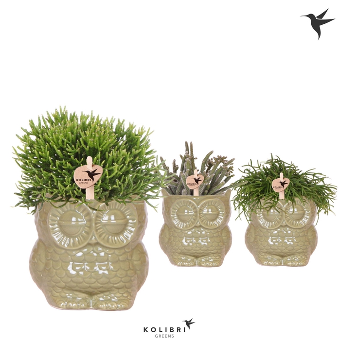 <h4>Kolibri Greens Rhipsalis mix in Owl pot green</h4>