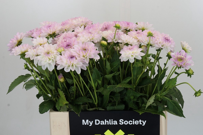<h4>Dahlia Eveline</h4>