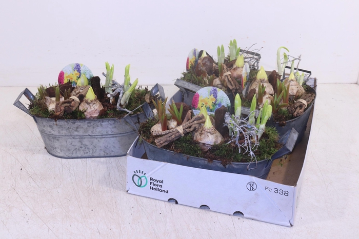 <h4>ARR BOL KNOLGEWAS</h4>