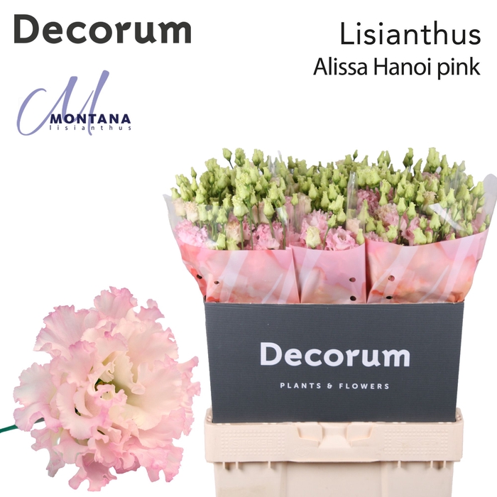 <h4>Lisianthus Alissa Hanoi pink70cm</h4>