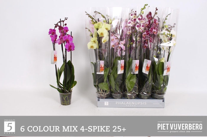 <h4>PHAL GEM 6 KL</h4>