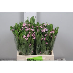 Myos Rose