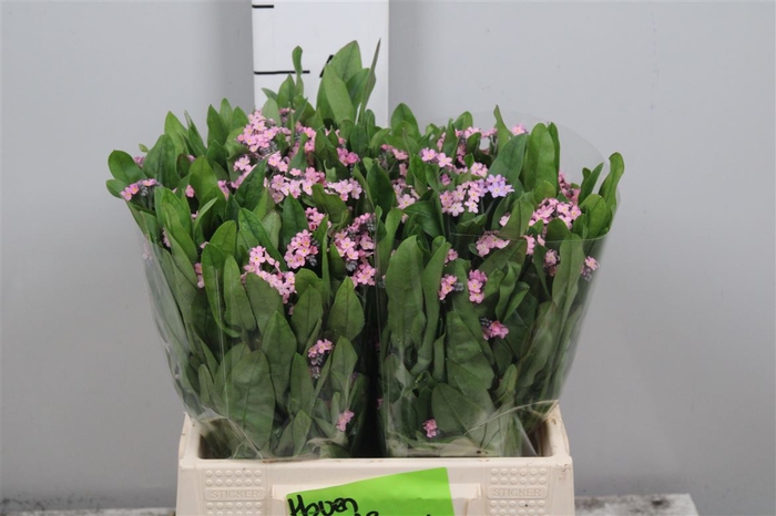 <h4>Myos Rose</h4>