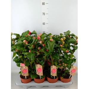 Camellia japonica 'Dr King'