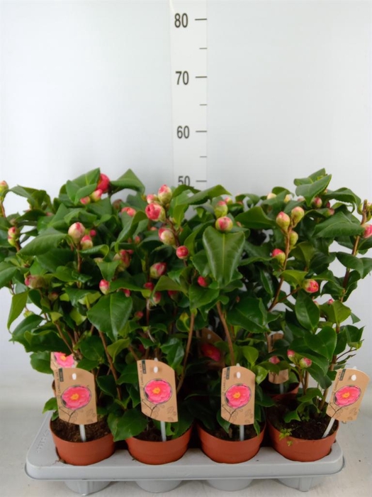 <h4>Camellia japonica 'Dr King'</h4>