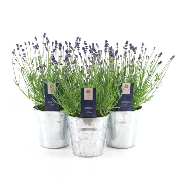 <h4>Lavandula ang. 'Felice'® Collection P15 in Zinc Old-Look</h4>