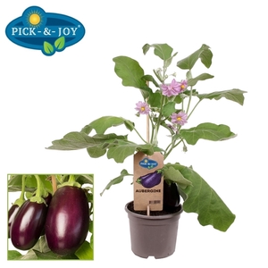 PICK-&-JOY® Aubergine