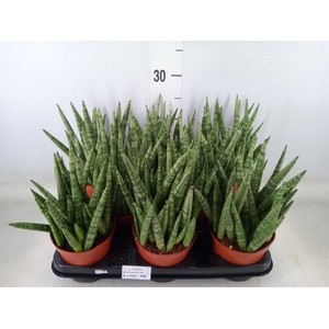 Sansevieria   ...