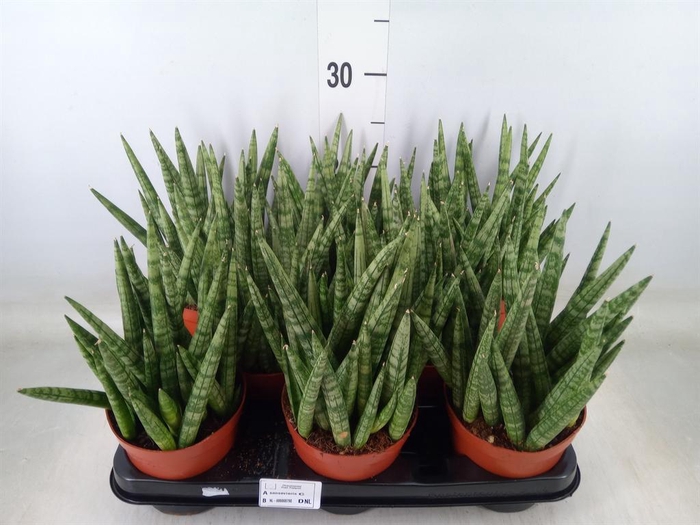 <h4>Sansevieria   ...</h4>