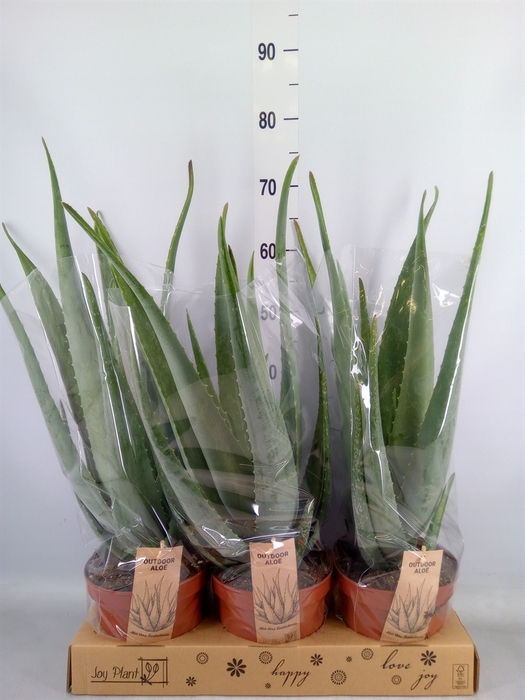 <h4>Aloe vera</h4>