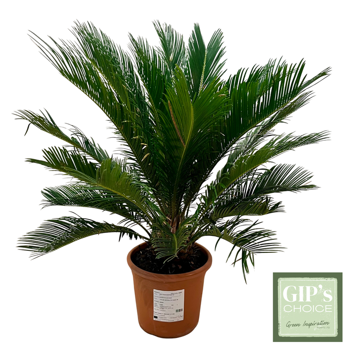 <h4>Cycas revoluta P26</h4>