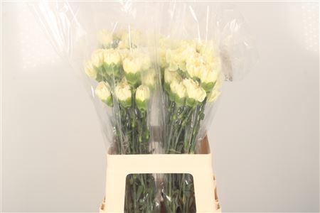 <h4>Di St Minami Poly</h4>