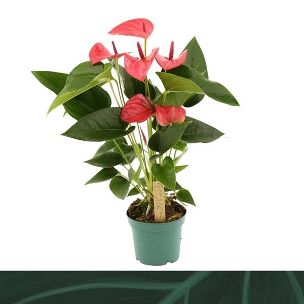 <h4>Anthurium (Andreanum Grp) Melito</h4>