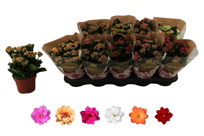 <h4>KAL GE RO GEM 6 KL</h4>