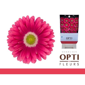 Gerbera Unique Diamond